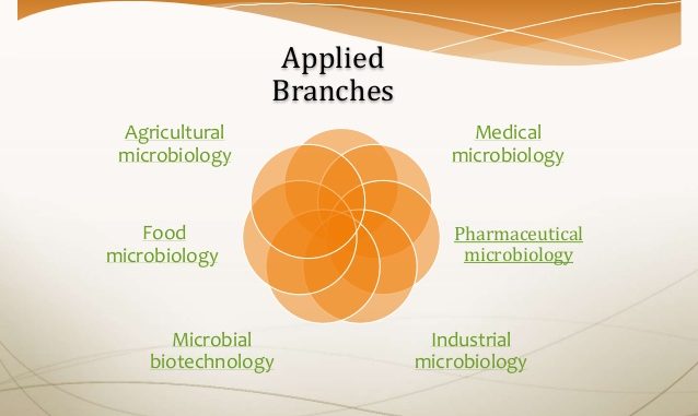 6 Main Branches of Microbiology