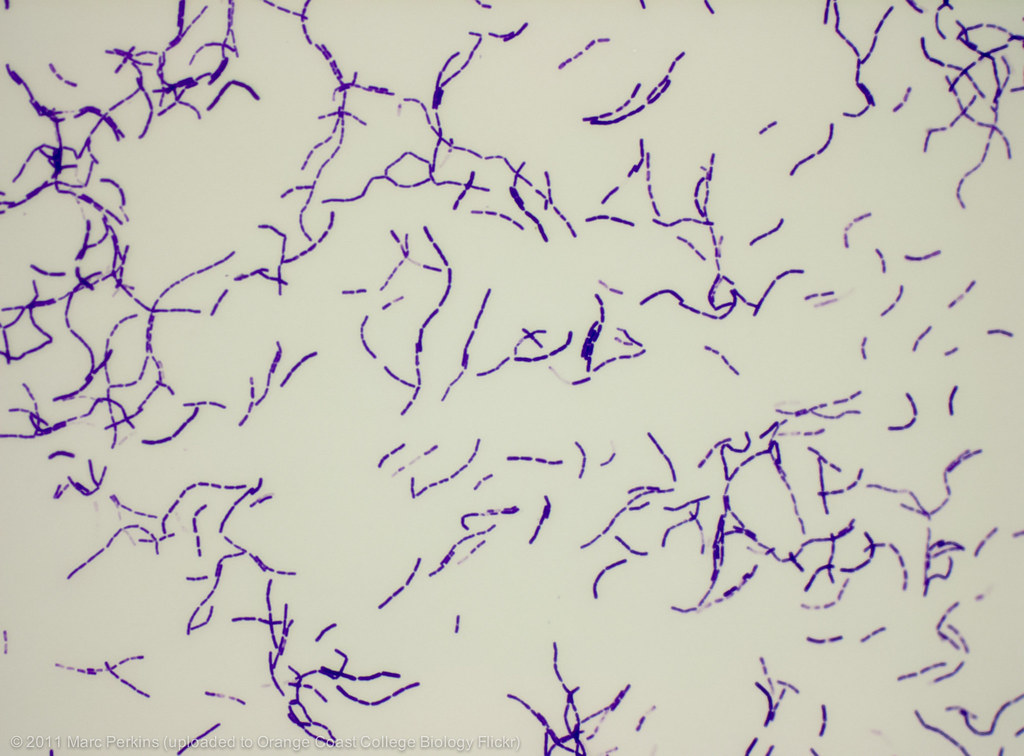 Bacillus Megaterium Gram Staining