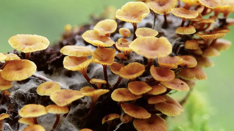 Varieties of fungi