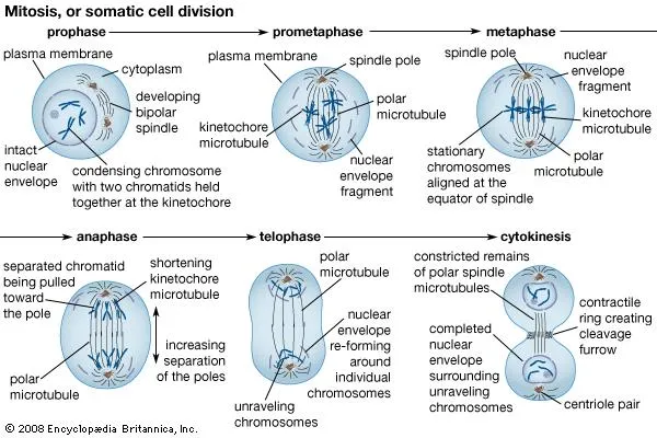 How is GCSE Biology content structured